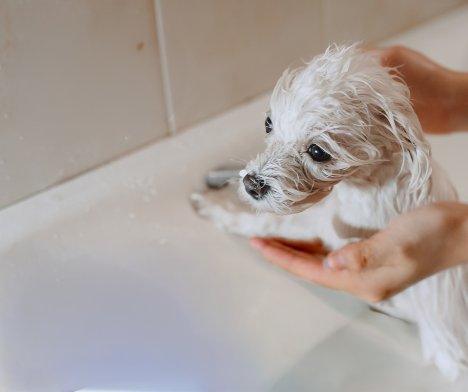 Shampoo para Mascotas